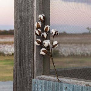 Cotton Stem, Small, Set of 12
