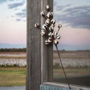 Cotton Stem, Large, Set of 12