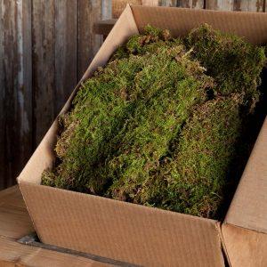 Sheet Moss