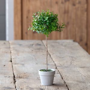 Boxwood Topiary, Petite
