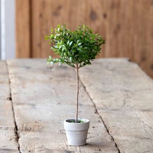 Boxwood Topiary, Miniature