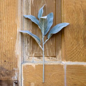 Lambs Ear, Set of 2
