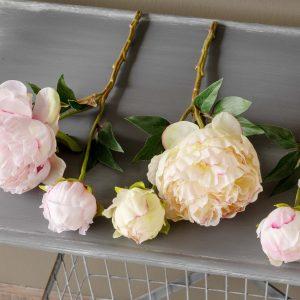 Garden Peony Cuttings, 3 Assorted Colors, Set of 2