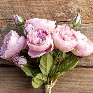 Antique Garden Rose Bundle, Maroon Blush, Set of 2 Bundles