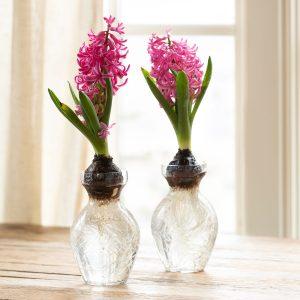 Etched Glass Hyacinth Vase