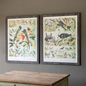 Vintage Birds Prints, Set of 2 Assorted Styles