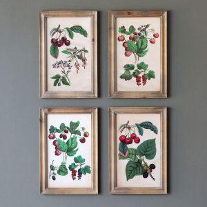 Cherry Botanical Study Framed Prints, Set of 4 Assorted Styles