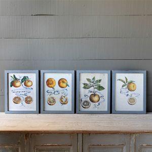 Citrus & Ribbon Framed Prints, 4 Assorted Styles
