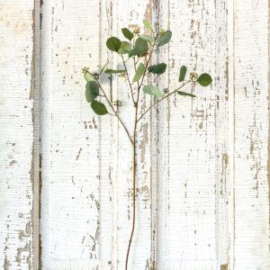 Crafted Silver Dollar Eucalyptus Stem, Set of 2