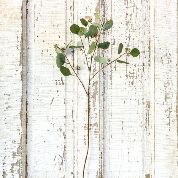 Crafted Silver Dollar Eucalyptus Stem, Set of 2