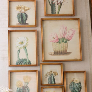 Cactus Flower Prints Under Glass - Set of 9